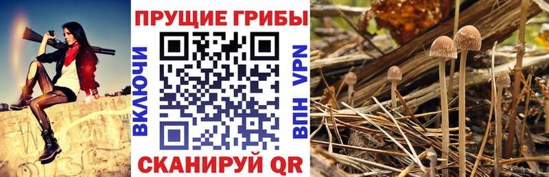 Галлюциногенные грибы MAGIC MUSHROOMS Котово